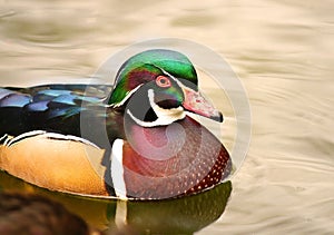 Wood duck Male Carolina duck ducks Aix sponsa