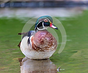 Wood Duck Male.