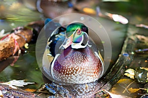 Wood Duck male.