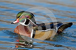 Wood Duck