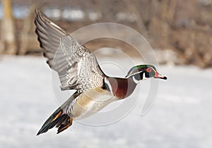 A Wood duck male taking flight over the winter snow in Ottawa, Canada