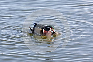 Wood Duck mating
