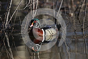 Wood duck in nature during spring