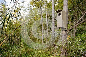 Wood Duck nesting Box in a marsh