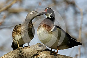 Wood Duck Pair