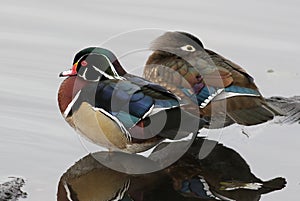 Wood Duck Pair - Aix sponsa