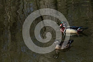 Wood duck pair on the dark surface of Brooklyn`s Prospect Park Pond