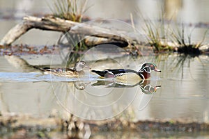 Wood Duck pair on a morning swim.