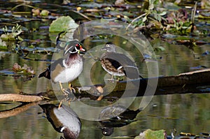 Wood Duck Pair Perched on Fallen Limb