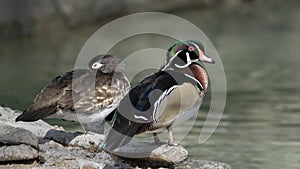 Wood duck pair on rocks by pond