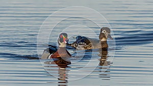 Wood Duck Pair Swimming in Pond in Illinois