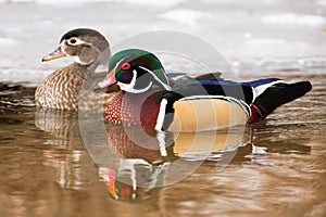 Wood Duck Pair Swimming Together