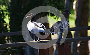 Wood Duck -partner