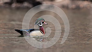 Wood Duck in Pennsylvania