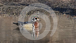 Wood duck on pond in wetlands