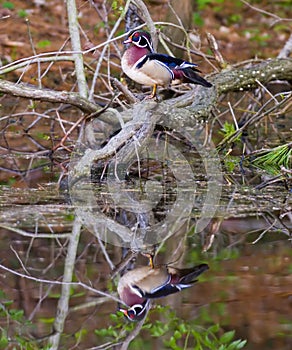 Wood duck reflected in pond