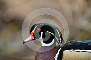 Wood duck resting at lakeside