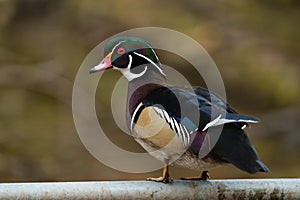 Wood duck resting at lakeside