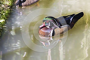 Wood duck Resting On Murky, Muddy Water