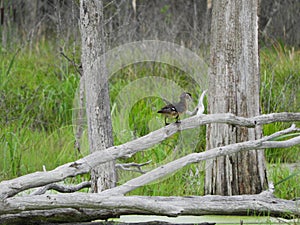 Wood Duck slowly walking up a log in swamp