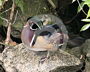 Wood duck Stock Photos.  Picture.  Image.  Portrait. Duck on a moss rock with foliage and moss rock background. Multicolor photo