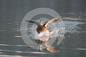 Wood Duck in the swamp lands