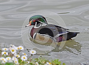 Wood duck swimming in the lake in springtime