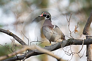 Wood duck in tree