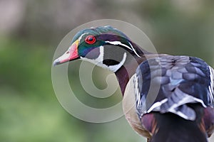 Wood duck head