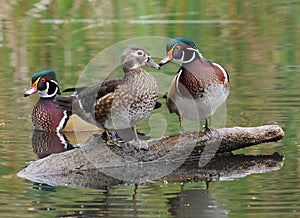 Wood Ducks - Aix sponsa