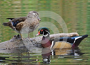 Wood Ducks - Aix sponsa photo