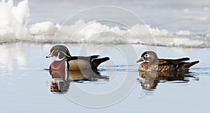 Wood ducks Aix sponsa swimming on Ottawa river in Canada