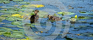 Wood ducks family at Montreal Botanical garden photo