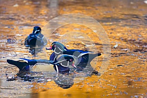 Wood Ducks on a Golden Autumn Pond