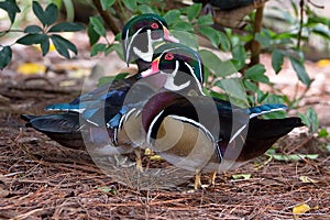 Wood Ducks