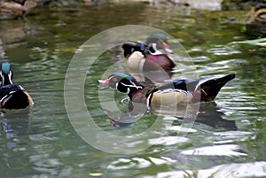 Wood Ducks Swim  605935 photo