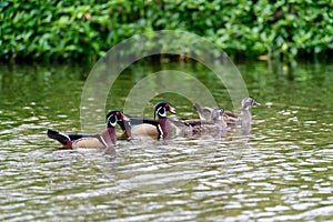 Wood Ducks swimming together- Male and Female photo