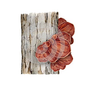 Wood ear mushroom growing on the tree trunk. Watercolor illustration. Hand drawn Auricularia auricula-judae fungus. Wood