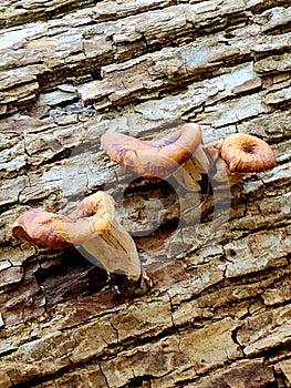 Wood Ear Mushroom nature art abstract