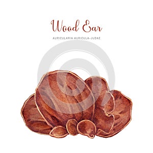 Wood ear mushroom watercolor illustration. Hand drawn Auricularia auricula-judae fungus. Wood ear edible mushroom group