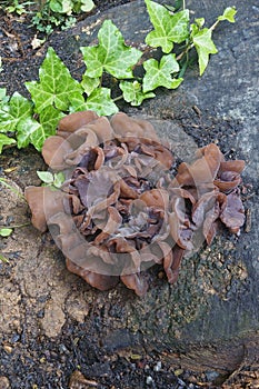Wood ear mushrooms
