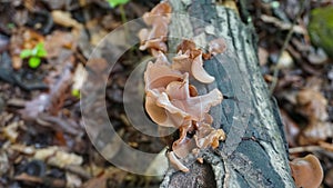 Wood Ear mushrooms growing on a log. Wild edible mushrooms