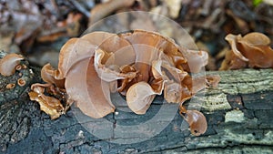 Wood Ear mushrooms growing on a log. Wild edible mushrooms