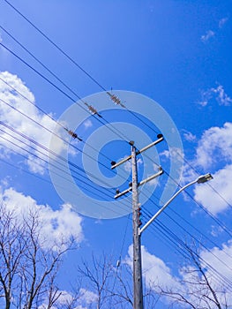 Wood electrical pole above branches against sky