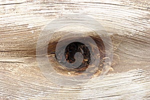 Wood Eye