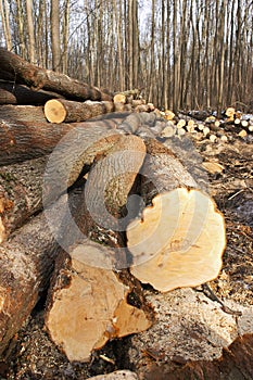 Wood felling