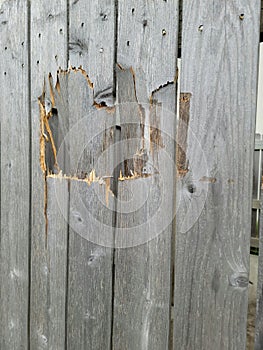 Wood fence with hole damaged in need of repair