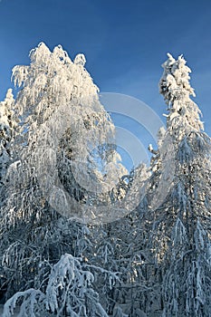 Wood is filled with snow, snowcap on branches og fir-trees