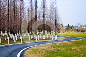 The wood of the fir and curved road