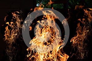 Wood fire on black background.Flames of fire on black background. Fire rages in the dark. Bonfire at night. Flames are